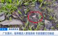 千万别碰！多地“福寿螺”泛滥，体内寄生虫或达6000条！长这样