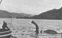 尼斯湖水怪竟是一场造假闹剧的产物？1934年4月21日水怪照片暴露 