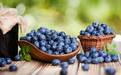 如何“聪明”地吃水果？选择智利蓝莓准没错