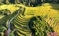 福建上杭“丰”景如画 梯田美不胜收