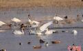 生态环境改善 300余只大天鹅“打卡”山西广灵壶流河湿地