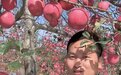 洛川苹果走俏抖音电商，丰收季串起一条“助农链”