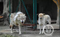 动物园母狗陪伴公狼5年未生育 园方：它们只是纯洁友谊