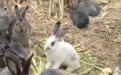兔子繁殖能力多强？男子捡回3只7个月生育近百只