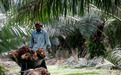 马来西亚棕榈油产量复苏面临两大“逆风”：化肥和工人短缺