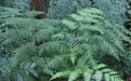 “沪漂”金毛狗蕨回家，我们该怎样对待野生植物