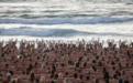 悉尼海滩大型人体艺术：2500人裸体呼唤对皮肤癌的认识
