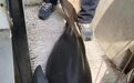 钓鱼钓到一级保护动物江豚？湖南警方介入