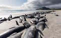 250头领航鲸在新西兰海滩搁浅死亡