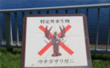 日本立法禁售小龙虾被吐槽不懂美味 背后真相为何？