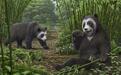 研究大熊猫“第六指”化石，有新发现！
