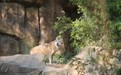 七匹狼认养南京红山动物园狼王“沃夫”，动物保护在行动	