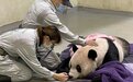 大熊猫“团团”已完成解剖
