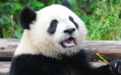 国外出生的大熊猫属于中国吗 ？专家：2岁后就回国