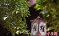 杭州西湖桂花开“满陇桂雨”引客来