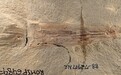 美国古生物学家发现迄今最古老吸血章鱼化石，命名为“拜登”