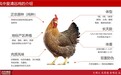 种源纯正，“凤中皇”清远鸡赢在起跑线