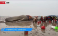 超10米长鲸鱼在浙江海域搁浅，救援中断，正在等待涨潮