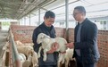 苟溪村幸福农场：念活“养殖经” 拓宽“致富路”
