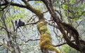 我国珍稀濒危物种菲氏叶猴种群刷新最北分布