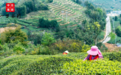 中旦一亩茶园善用后发优势，打造差异品牌