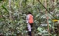 探访护林员巡护“国宝”海南热带雨林