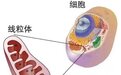 华熙生物：合成生物将打破高价，让高端抗氧化剂麦角硫因走进大众消费