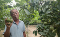 菏泽核桃“鲜”上市
