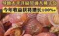 獐子岛近一月股价涨了30%，曾经“跑路”的扇贝又游回来了？