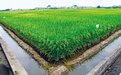 中国种业翻身仗 还要过这几关