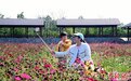广西北海繁花盛开 带火乡村旅游