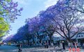 蓝花楹绽放四川西昌街头 紫色花海如梦似幻