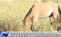 “生活”与“生存”！来看“马坚强”和小伙伴的故事