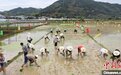 台港澳同胞认领“家乡一亩田”体验农耕乐趣