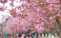青白江赏樱季：带来了人气 带热了经济