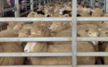 1只羊仅能卖157元！澳大利亚羊肉价格暴跌75%，牧场主宁可免费送人也不愿继续饲养