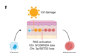 《自然》新研究发现紫外线可诱导罕见白血病发生