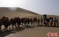 甘肃敦煌“骆驼红绿灯”：让景区旅游高峰交通更有序