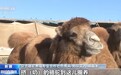 “沙漠之舟”变身“产业之舟” “骆驼奶产业链”让天山牧民实现致富梦