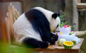 中国旅马大熊猫夫妇喜迎17岁生日