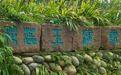 活力石羊 又见花蕊——文旅融合描绘石羊乡村振兴新画卷