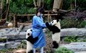 假期看“圆滚滚”成都大熊猫繁育研究基地吸引游客打卡
