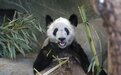 凤凰晚报|“丫丫”回到中国；6厅官喝7瓶白酒1人死亡