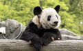 今日回家！大熊猫丫丫结束20年旅美生活归国 完成检疫后将回北京动物园