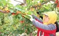山东新泰：专业合作社解锁强村富民“密码”