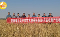 343.49公斤——陕西农垦“陕垦豆4号”刷新陕西夏播大豆单产纪录
