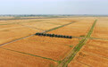内蒙古河套灌区近80万亩小麦集中开镰