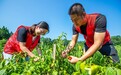 “红色能量”助农采摘促增收