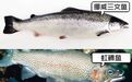 新疆三文鱼可以生吃吗？听听宁波渔业专家怎么说