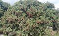 广东惠州荔枝香飘海外 今年出口量预计达2800吨以上